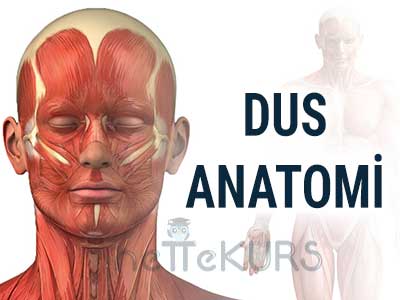 Online DUS Anatomi Dersleri, DUS Anatomi Uzaktan Eğitim Dersleri