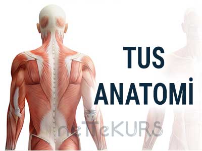 Online TUS Anatomi Dersleri, TUS Anatomi Uzaktan Eğitim Dersleri